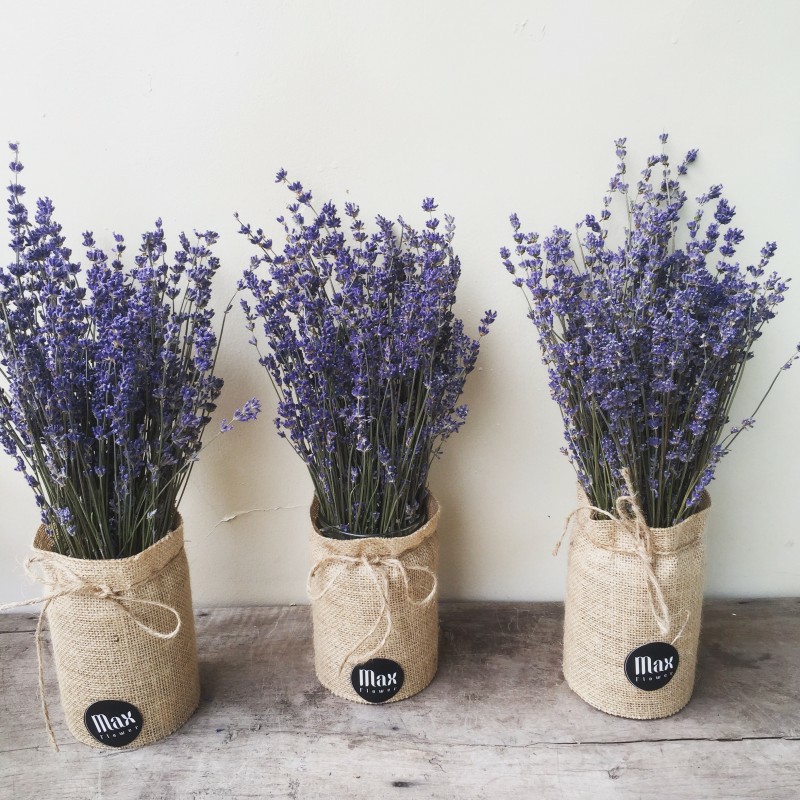 Hoa khô - lavender, oải hương thơm ngát