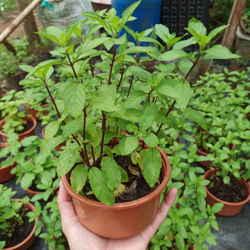 Cây bạc hà peppermint - chậu lớn