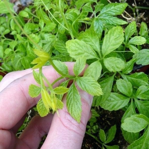 [ SP Mới Về] - Hạt giống nhân sâm hàn quốc  chất lượng cao - Tặng kích mầm & Tài liệu hướng dẫn gieo trồng