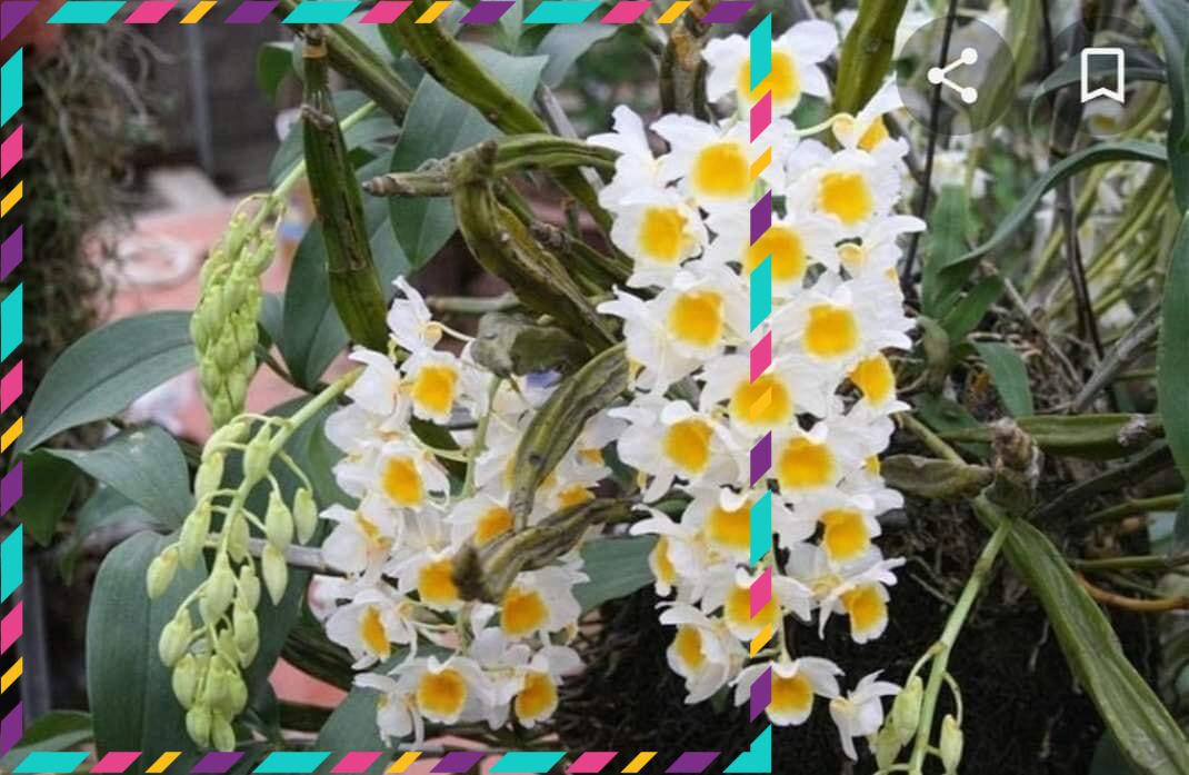 Hoa Lan kiều vuông vv