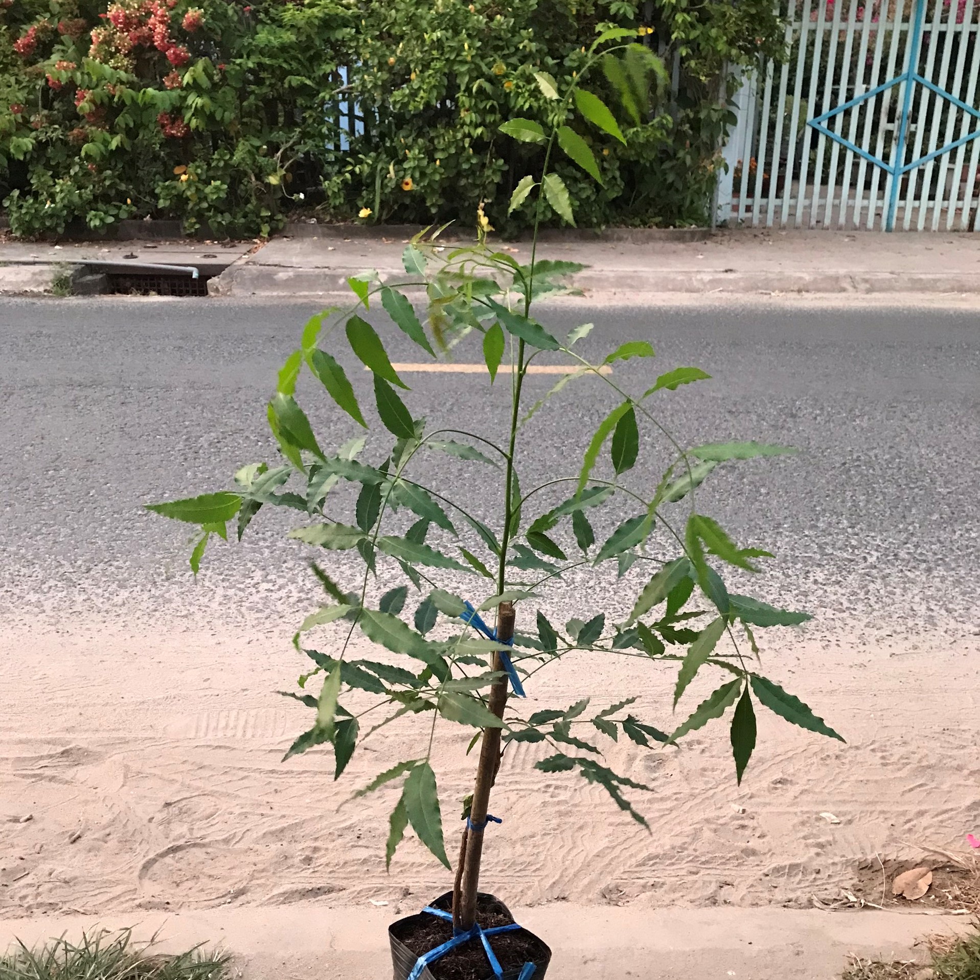 Cây Sầu Đâu giống, lá cây sầu đâu dùng làm gỏi ăn rất ngon 40-50cm