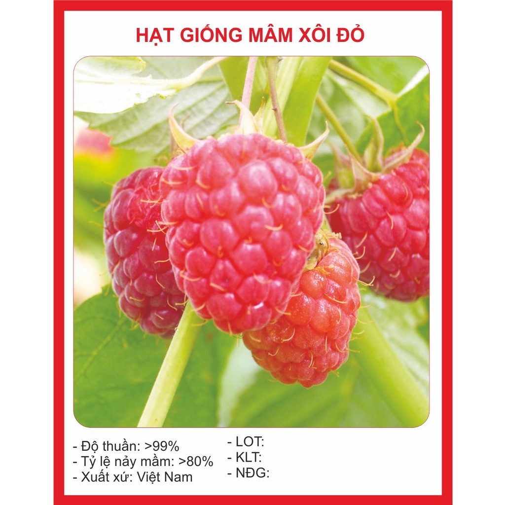 Hạt giống quả mâm xôi đỏ 30 hạt