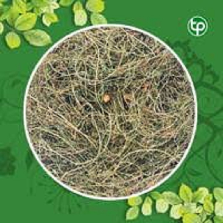 Dây khổ qua rừng 1kg