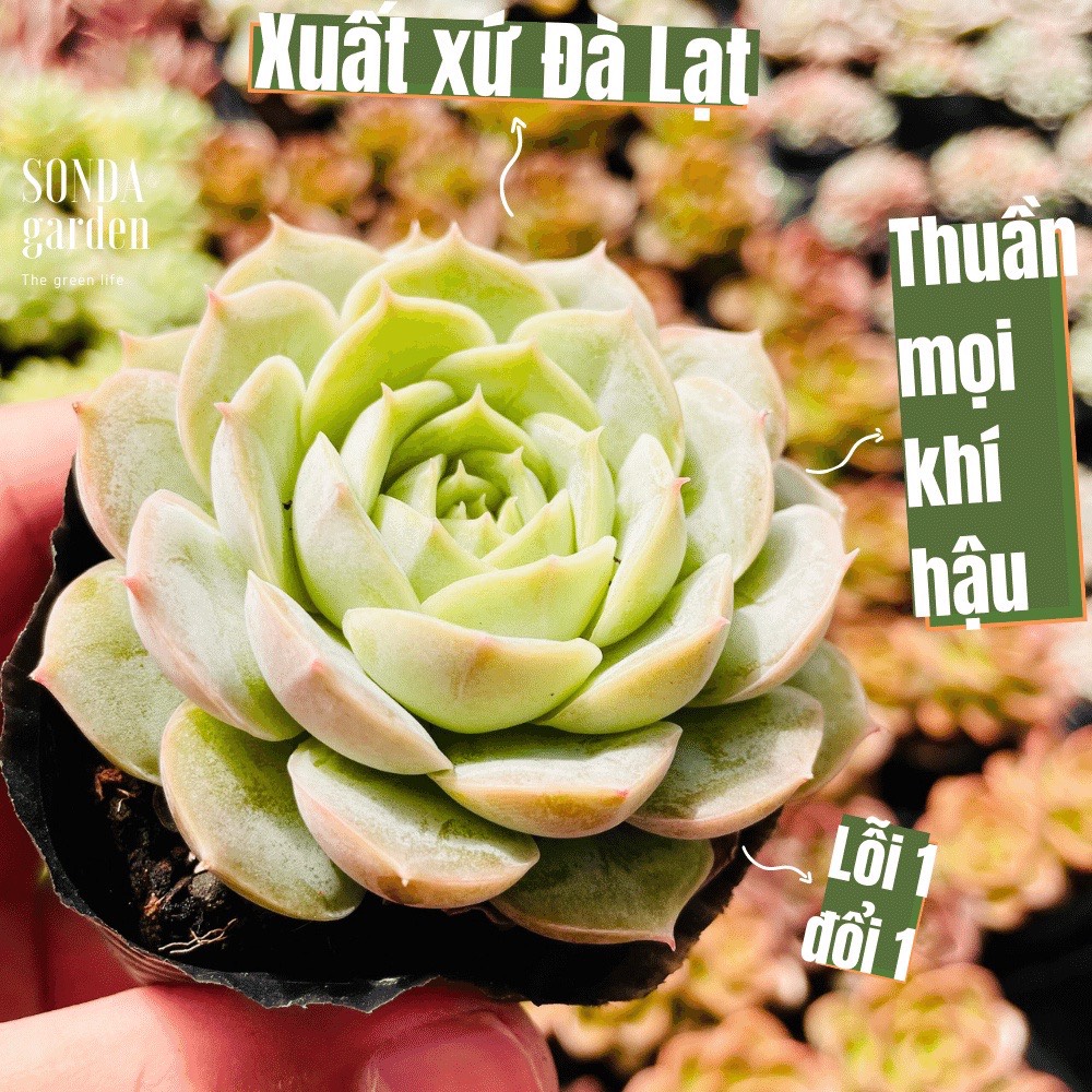 SEN ĐÁ NGỌC BÍCH SIZE BÉ SIÊU KHỎE ĐẸP LỖI 1 ĐỔI 1