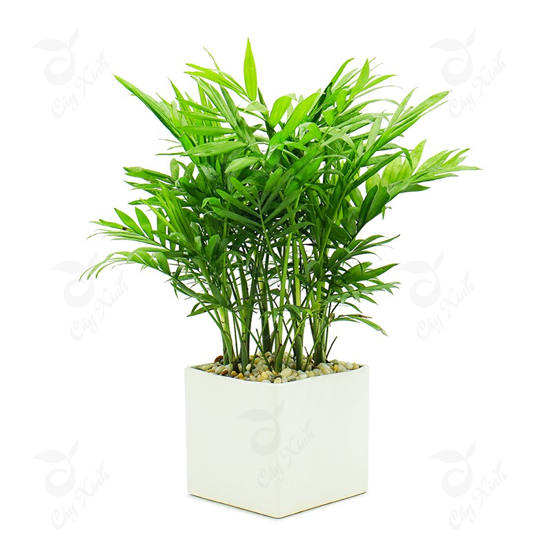Cây cau tiểu trâm hàng chuẩn F1