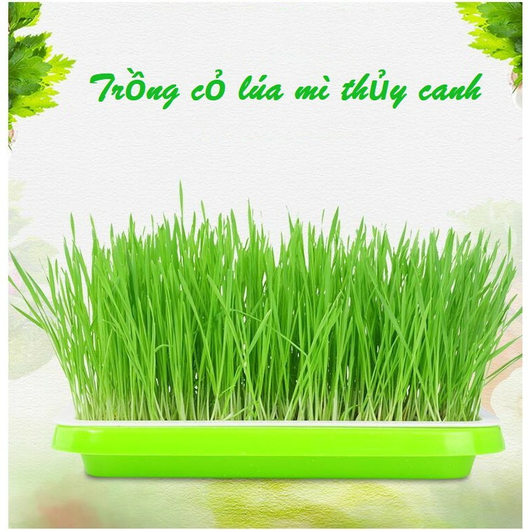 [HCM]Khay Trồng Cỏ Mèo Rau Mầm Thủy Canh Tại Nhà Siêu Bền