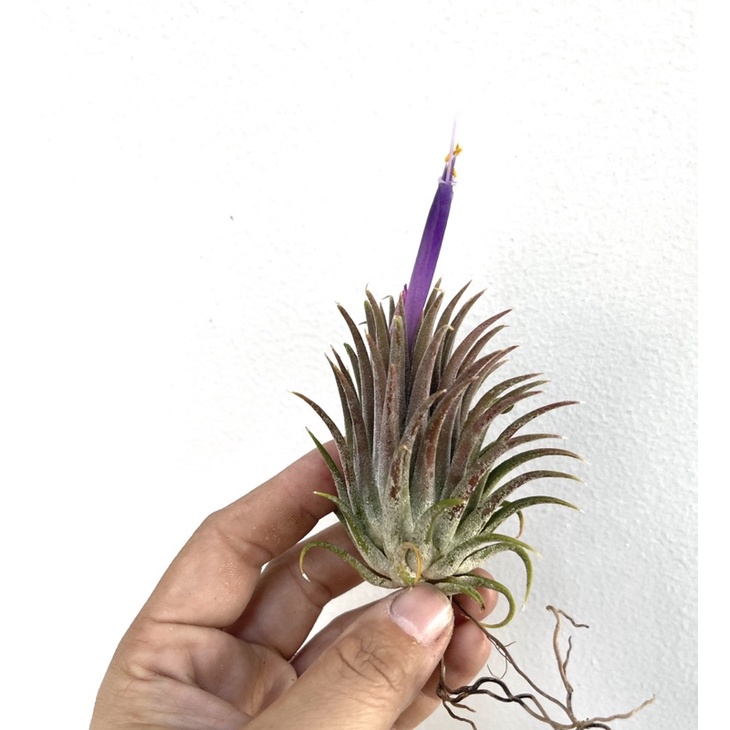 cây không khí Tillandsia Bravo-airplant-cây nội thât́-cây ngoại thất-cây không khí