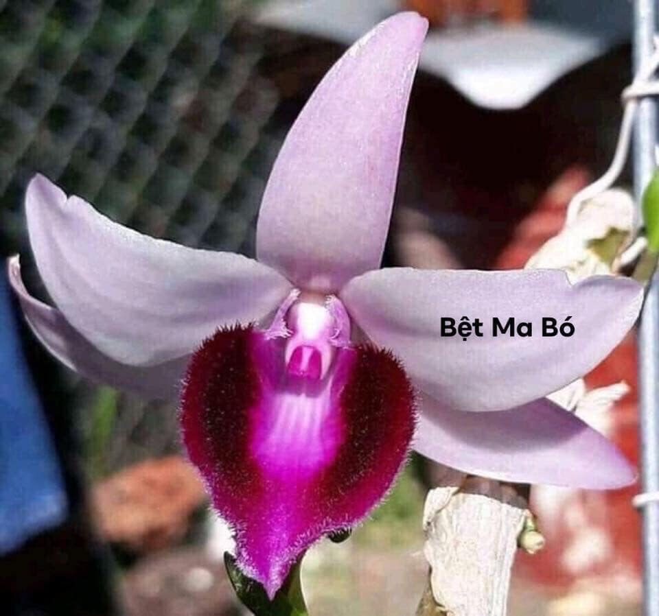 phi điệp bệt ma bó hàng giống