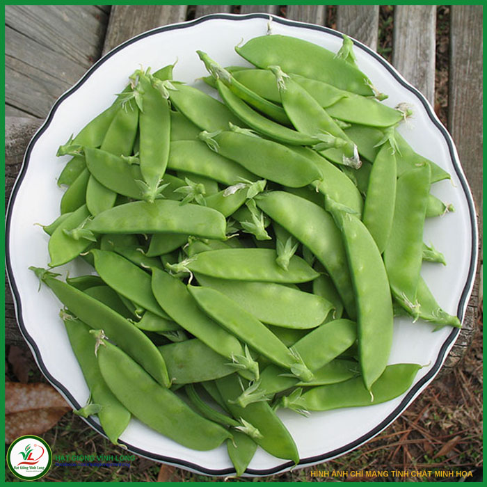 Hạt giống Đậu Hà Lan chuyên lấy trái RD 939 - 20g