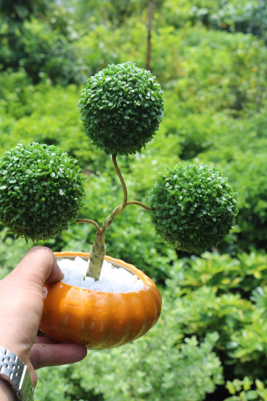 Chậu cây May Mắn 3 quả cầu