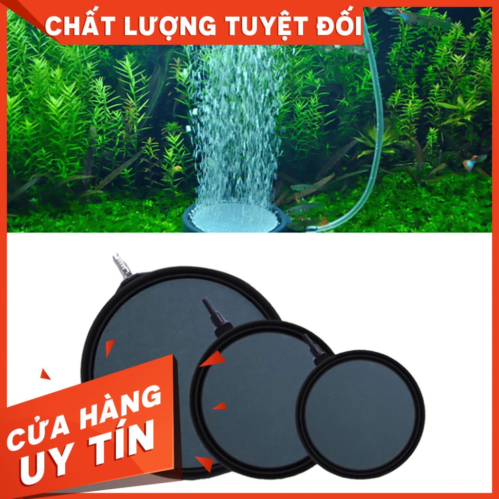 Dĩa sủi oxy - sủi mịn cho hồ cá cảnh - guppy xanh