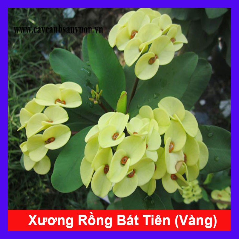 Cây Xương Rồng Bát Tiên (Vàng) - cây cảnh mini - cây cảnh để bàn + Tặng phân bón cho cây mau lớn - caykiengsadec