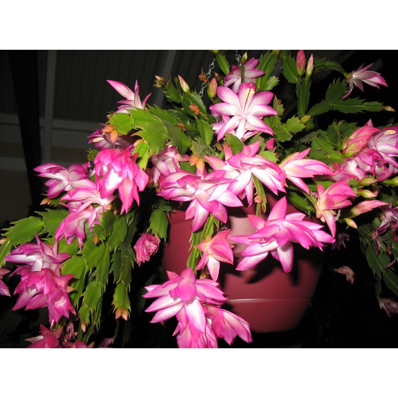 Hoa lan càng cua – cây TIỂU QUỲNH -Hoa đẹp độc đáo hàng cây giống - LCCCG