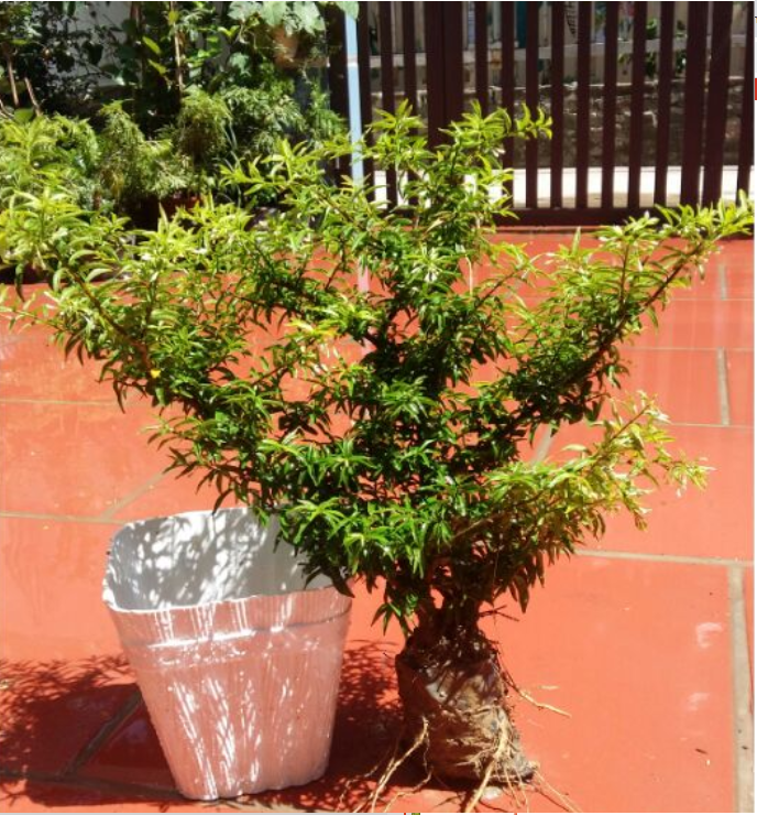 (FREESHIP Từ 50K) cây giống mai chiếu thủy bonsai