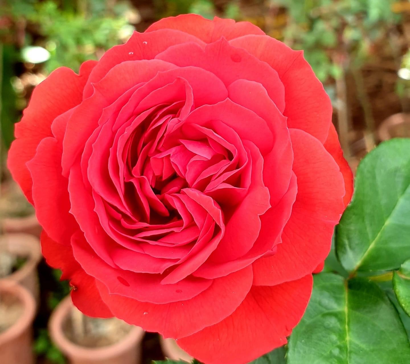 Hoa hồng Ngoại Red Apple Rose