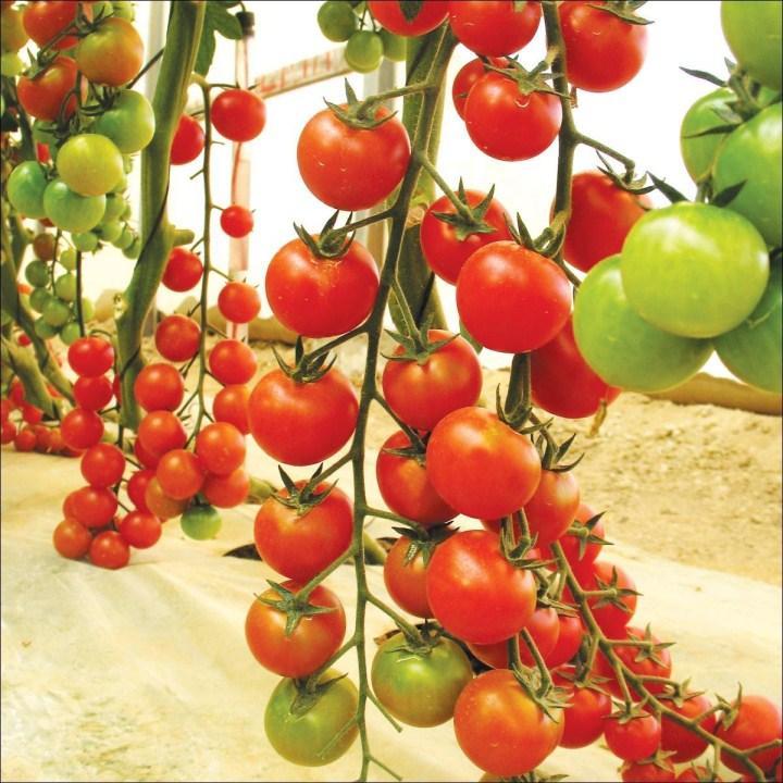 Hạt giống Cà Chua Cherry Đỏ Lai F1 Rado 640 sinh trưởng vô hạn, trồng quanh năm - Hạt giống Rạng Đông