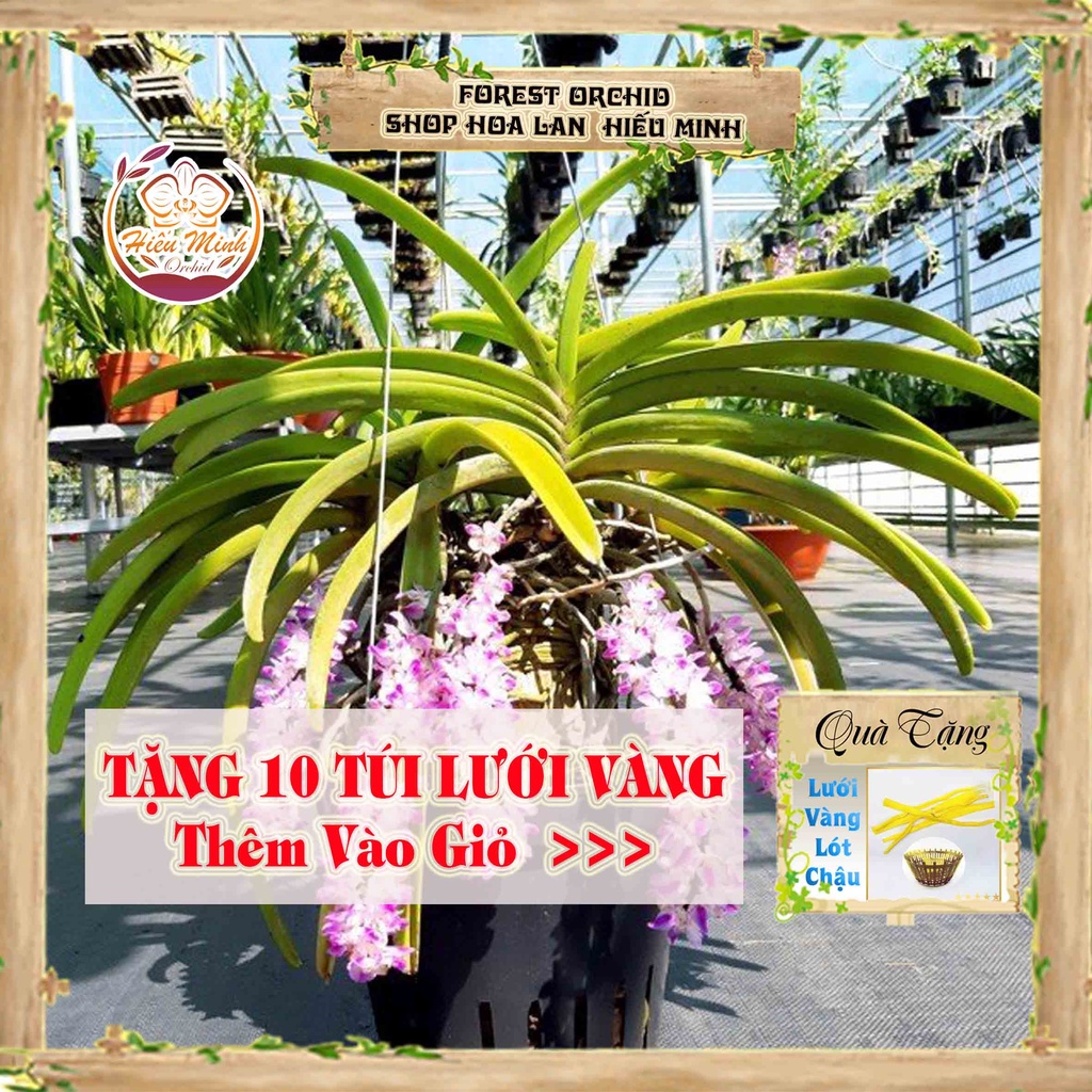 Hoa Lan đột biến Đuôi Sóc Thơm, Phong lan rừng Tây Bắc, Lào, Cây Giống Giá Rẻ, Địa, Hồ Điệp