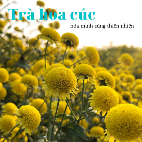 Cúc làm trà - Cây giống chậu to (cúc cổ, cúc kim, cúc chi, cúc bạch)