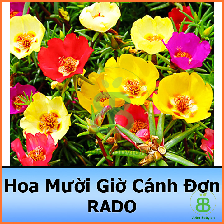 Hạt Giống Hoa Mười Giờ ĐƠN Mix Nhiều Màu