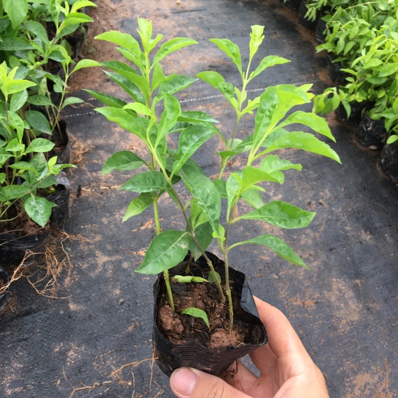 Cây Chuỗi Ngọc Trồng Bầu Nhỏ