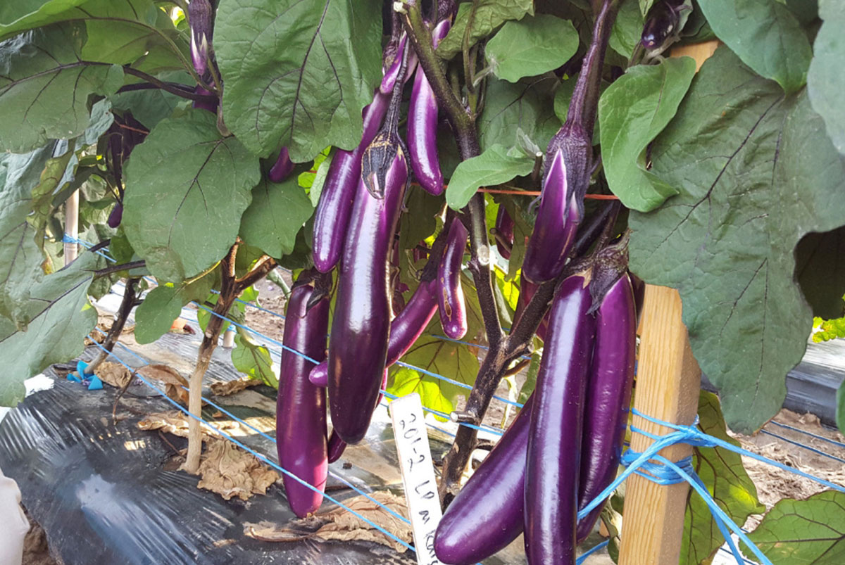 Hạt Giống Cà Tím Trái Dài