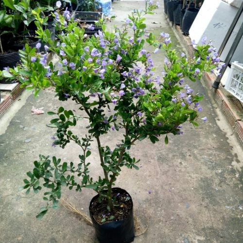 Chậu cây linh sam dòng đột biến hoa trắng- siêu bông - cclssbhdbmt