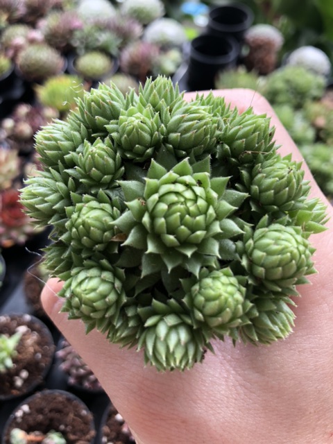 1 CHẬU SEN ĐÁ NHƯ HÌNH