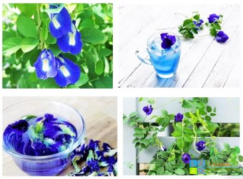 [HCM]Gói 50 Hạt - hoa đậu biếc Rd862 .KHUYẾN MÃI KÈM GÓI PHÂN .