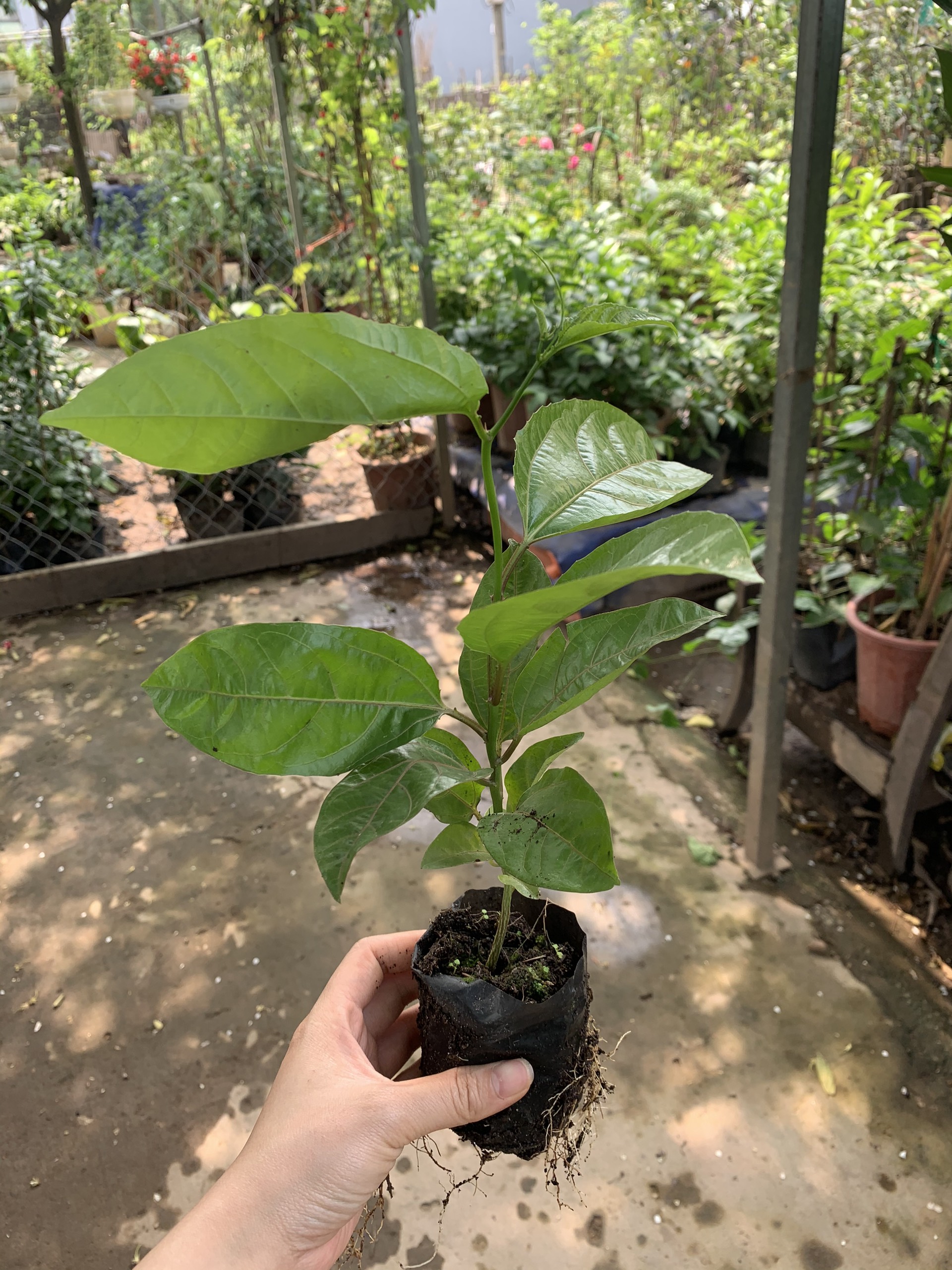 Cây chanh leo trồng thu hái quả cây trong bầu