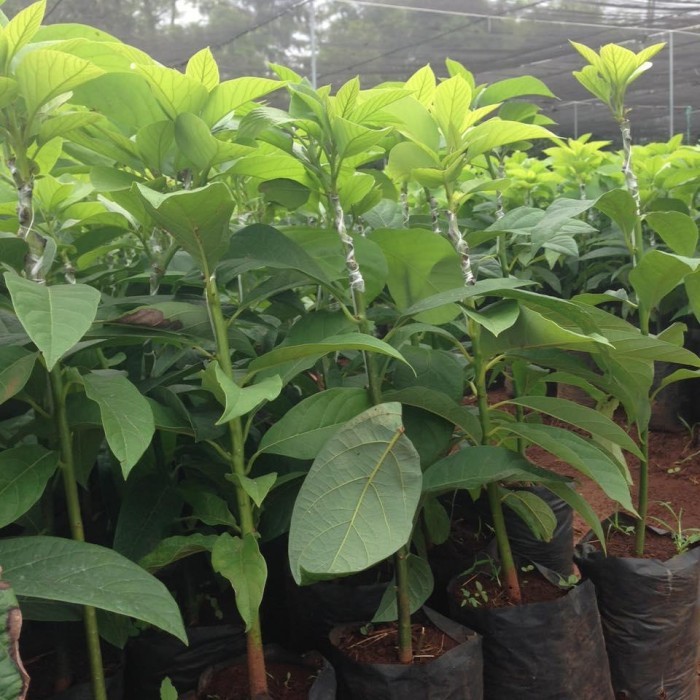 Cây giống Bơ Sáp siêu quả - hàng cây giống CHUẨN F1