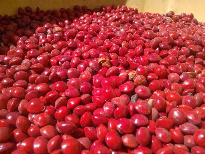 hạt giống cẩm lai(1kg)