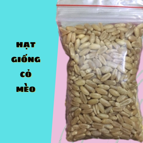 Hạt giống cỏ mèo, cỏ lúa mì loại cao cấp 100gr