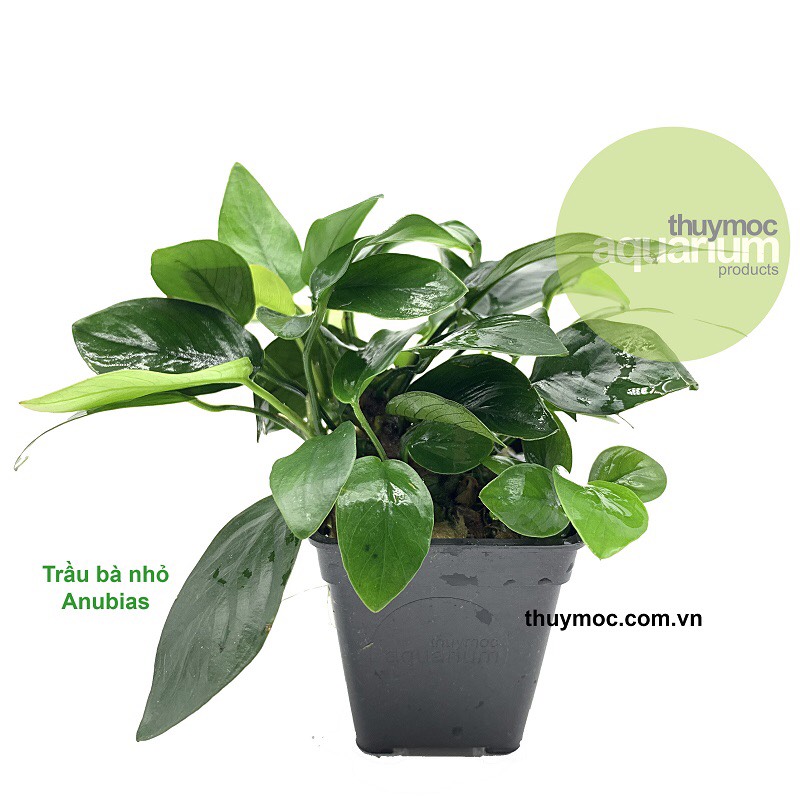 Trầu bà nhỏ Thuỷ Mộc -Cây Thủy Sinh Gắn tản đá - Đẹp Dễ Sống cho hồ thuỷ sinh