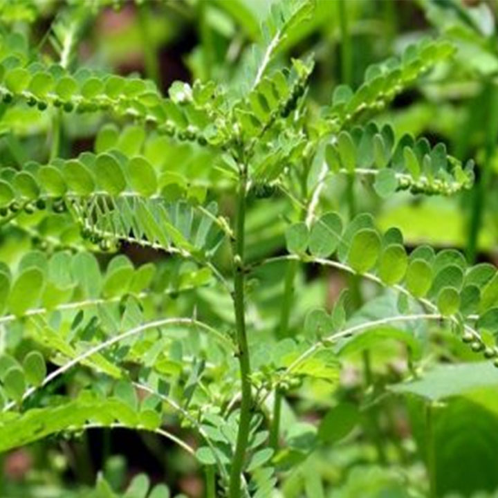 Diệp hạ châu ( Cây chó đẻ răng cưa) 1kg