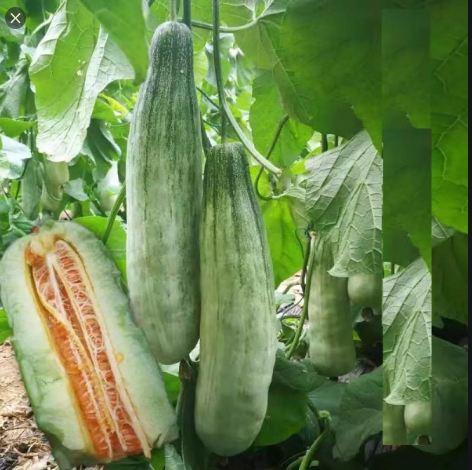 Hạt giống Dưa lê quả dài Yang Jiao Mi F1 - Dưa lê chuối ( Gói 30 hạt )