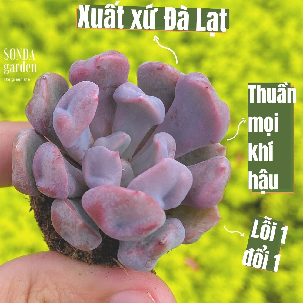 Sen đá cúc hột size mini siêu khỏe đẹp lỗi 1 đổi 1