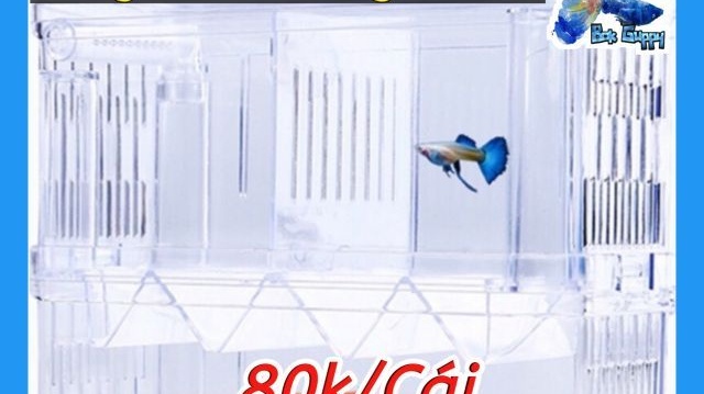 Lồng đẻ đôi cho cá bảy màu - đôi