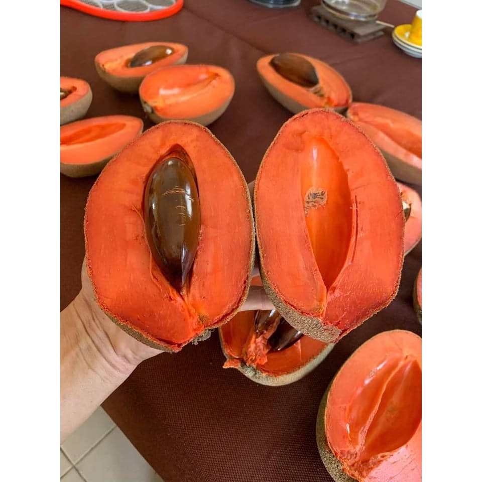 Cây giống hồng xiêm ruột đỏ khổng lồ giống chuẩn Thái