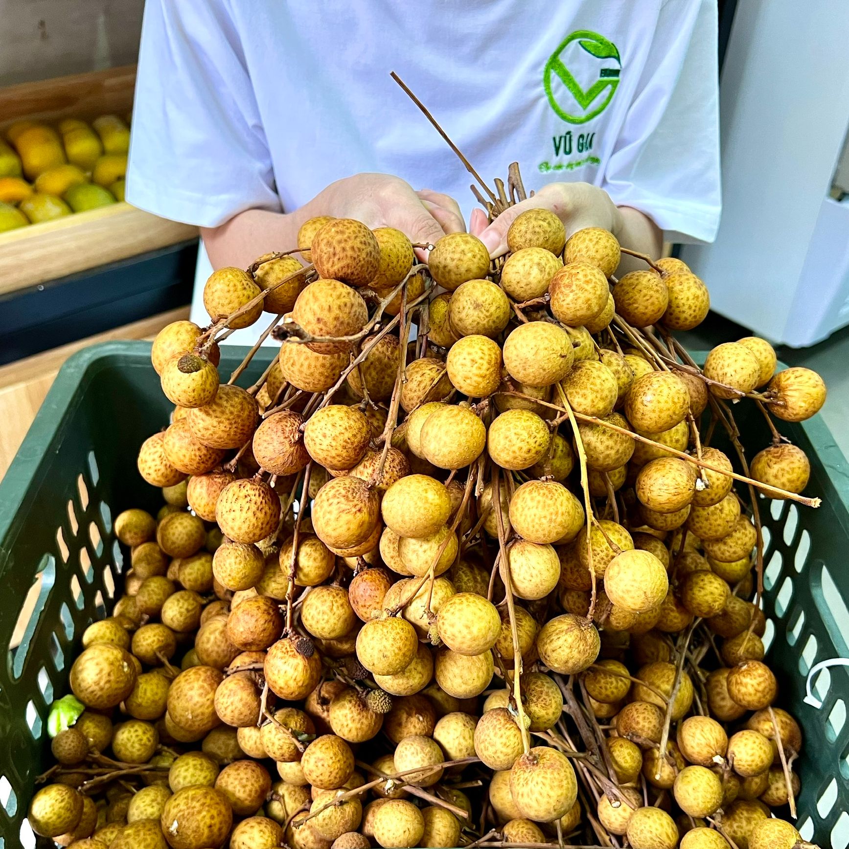 VG FARM nhãn thái/ nhãn bắc - trái to cơm thịt dày ăn giòn, vị ngọt đậm đà