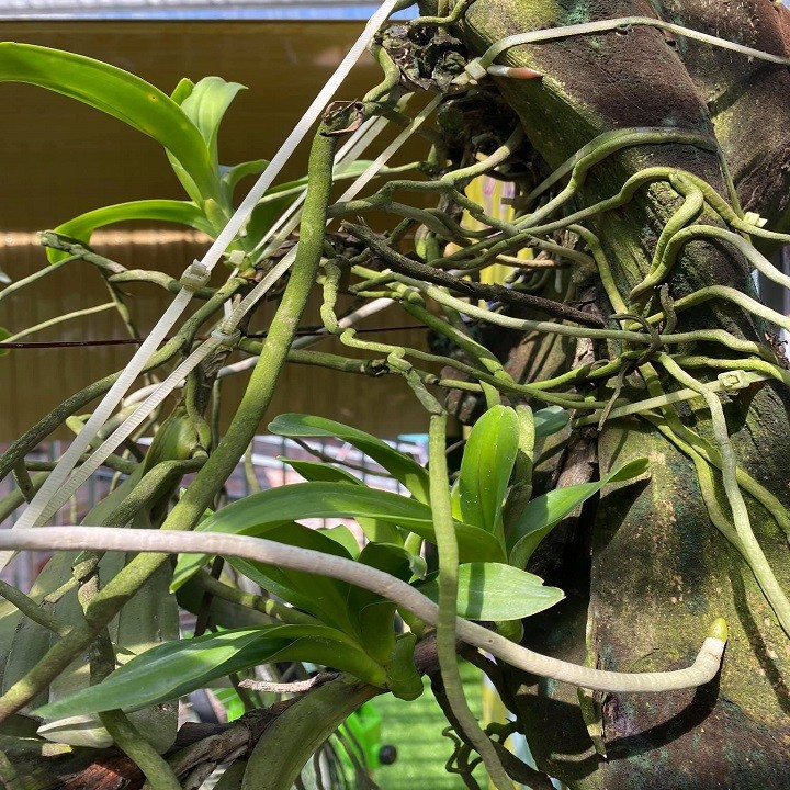 mFCO6GRkqovbH5lXguMW_simg_d0daf0_800x1200_max.jpg