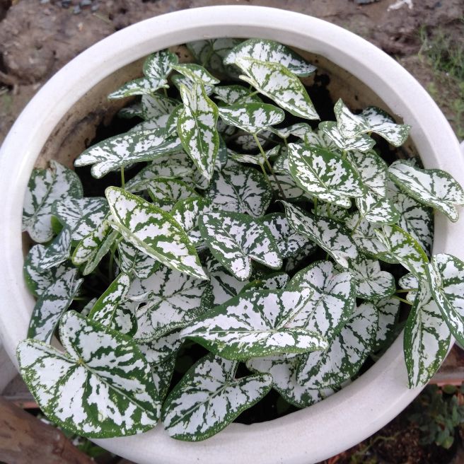 Môn lá đốm trắng