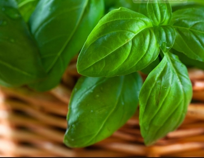 Hạt giống basil xanh tặng kích mầm