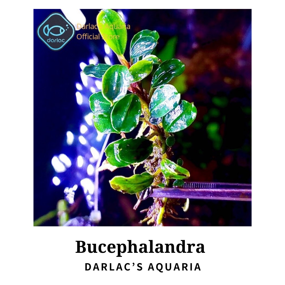 Ngọn Bucep đã ra lá nước - Cây thủy sinh bucep - Darlac's Aquaria Bucephalandra