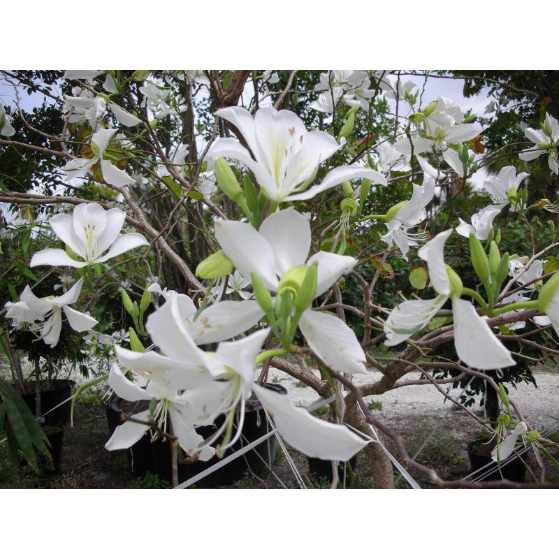 CÂY GIỐNG HOA BAN TRẮNG SIÊU ĐẸP