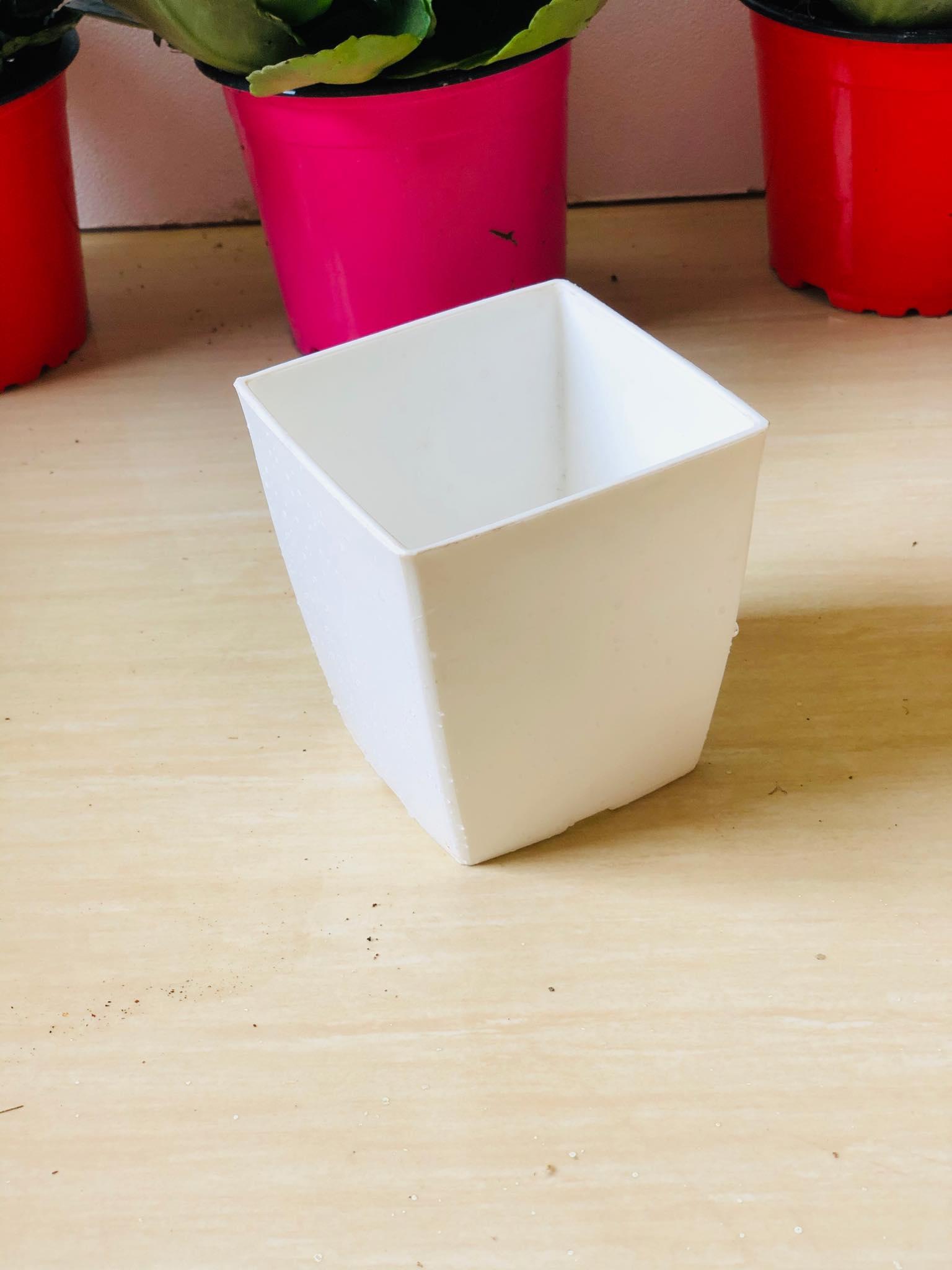 Chậu nhựa trông cây vuông