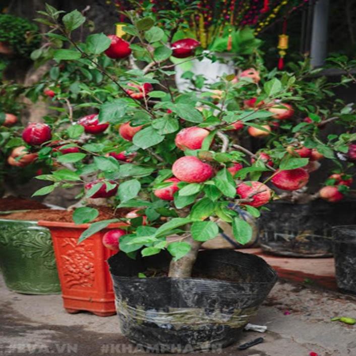 Cây táo đỏ lùn f1