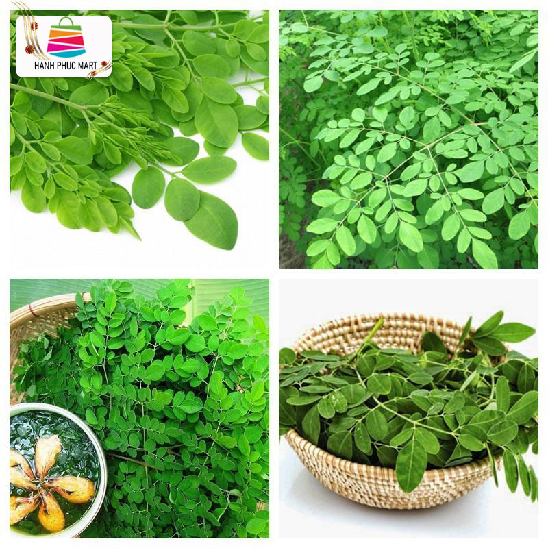 [HCM]Hạt giống Cây chùm ngây phú nông - PhuNongSeeds