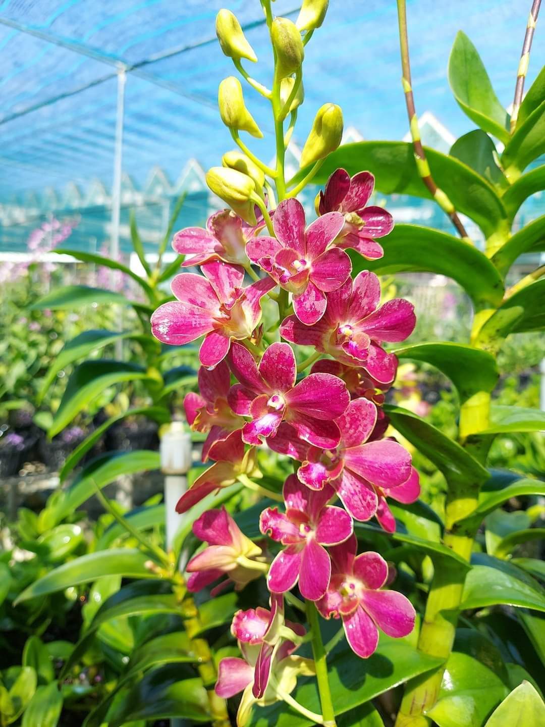 Hoa lan Dendro Samren red, chậu cây trưởng thành, nhiều thân, cây khỏe đẹp