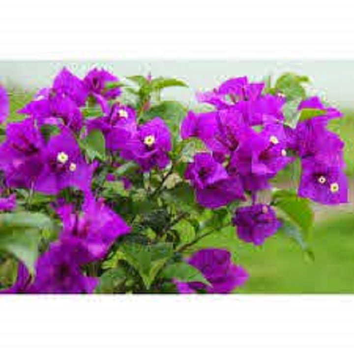 Chậu hoa giấy tím huế cam kết mặt hoa