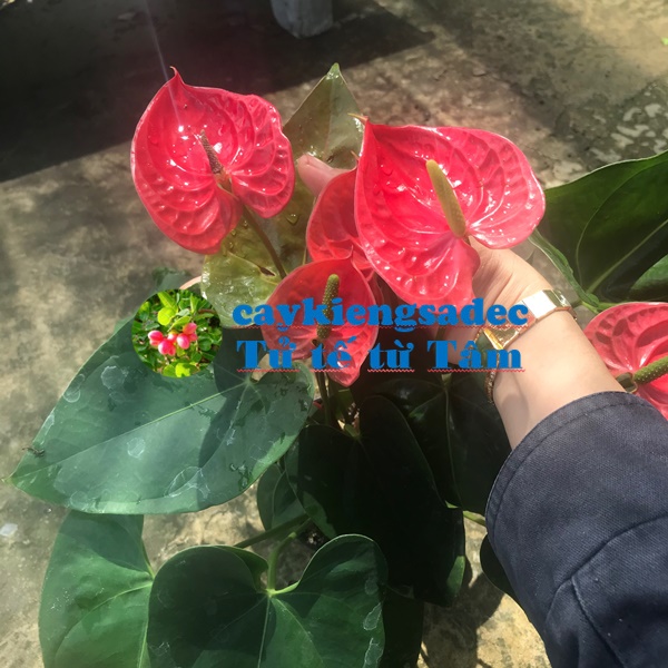 caykiengsadec - Huyết môn - tặng phân bón cho cây mau lớn, mau khỏe